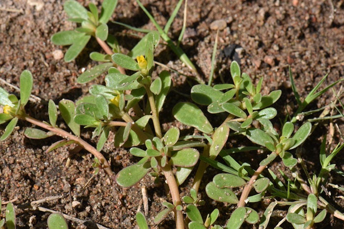 Portulaca oleracea, Common Purslane